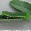 colias erate larva5 volg21